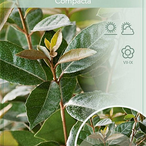 Elaeagnus ebb. 'Compacta' 120 cm stam 15L