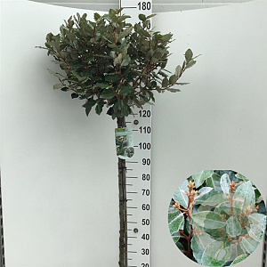 Elaeagnus ebb. 'Compacta' 120 cm stam 15L