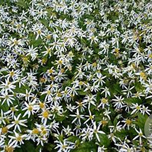Aster divaricatus GM P9