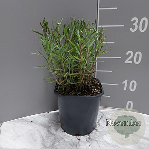Lavandula angustifolia GM 2,0L