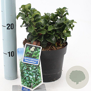 Ligustrum j. 'Rotundifolium' 25-30 cm 2,0L