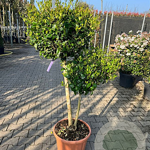 Ligustrum j. 'Texanum' 100-120 cm container pompon