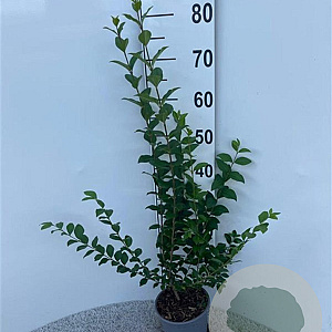 Ligustrum ovalifolium 60-80 cm 2,0L
