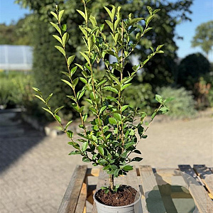 Ligustrum ovalifolium 60-80 cm 2,0L