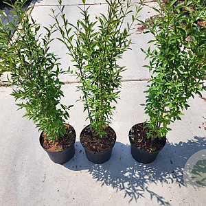 Ligustrum vulgare 60-70 cm 5,0L