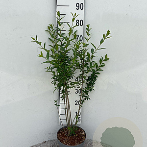 Ligustrum vulgare 60-70 cm 5,0L
