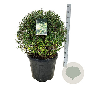 Ligustrum vulg. 'Atrovirens' 70-80 cm 50L bol extra