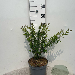 Ligustrum vulg. 'Lodense' 30-40 cm 5,0L