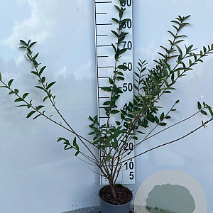 Ligustrum vulg. 'Lodense' 40-60 cm 2,0L
