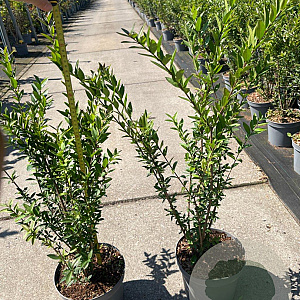 Ligustrum vulg. 'Lodense' 40-60 cm 5,0L