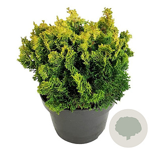 Chamaecyparis o. 'Meroki Twin' 20-25 cm 5,0L