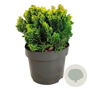 Chamaecyparis o. 'Meroki Twin' 20-25 cm 5,0L