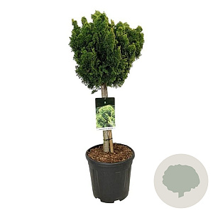 Chamaecyparis o. 'Nana Aurea' 40 cm stam 15L kroon 50-60