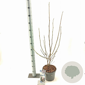 Magnolia soul. 'Superba' 50-60 cm 5,0L