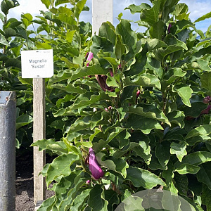 Magnolia 'Susan' 100-125 cm met kluit