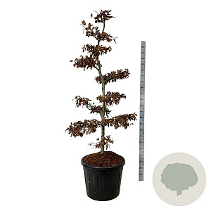 Fagus sylvatica 175-200 cm cont. 90L bonsai