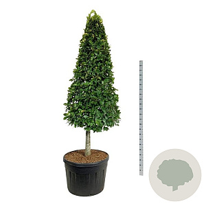 Fagus sylvatica 200-225 cm cont. 180L Pir. op stam