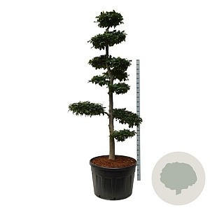 Fagus sylvatica 225-250 cm cont. 285L bonsai