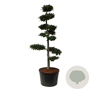 Fagus sylvatica 225-250 cm cont. 285L bonsai