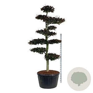 Fagus syl. 'Atropunicea' 250-300 cm cont. 285L bonsai
