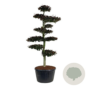 Fagus syl. 'Atropunicea' 250-300 cm cont. 285L bonsai