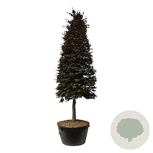 Fagus syl. 'Atropunicea' 350-400 cm cont. 500L piramide