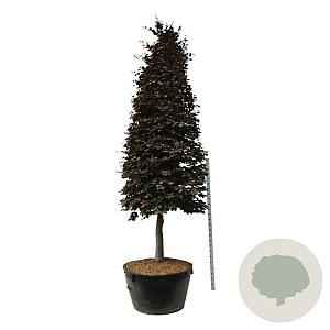Fagus syl. 'Atropunicea' 350-400 cm cont. 500L piramide