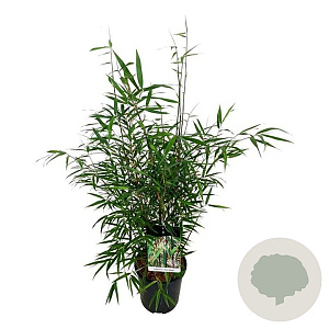 Fargesia scabrida 'Asian Wonder' 80-100 cm 6L