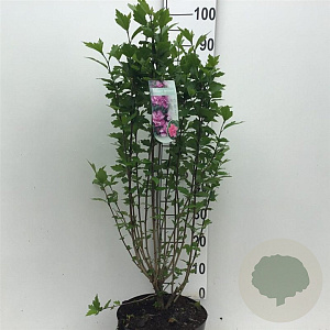 Hibiscus syr. 'Ardens' 60-80 cm 7,5L