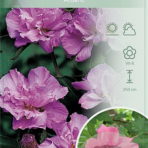 Hibiscus syr. 'Ardens' 90 cm stam 7,5L