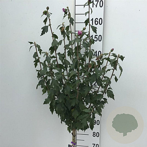 Hibiscus syr. 'Ardens' 90 cm stam 7,5L