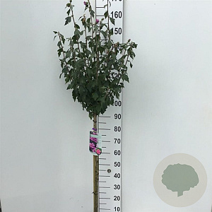 Hibiscus syr. 'Ardens' 90 cm stam 7,5L