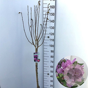 Hibiscus syr. 'Ardens' 90 cm stam 10L