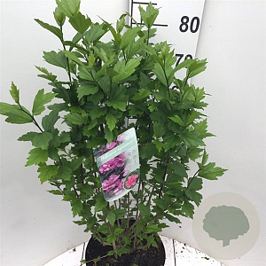 Hibiscus syr. 'Ardens' 80-90 cm 10L