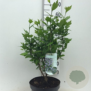 Hibiscus syr. Blue Chiffon 40-50 cm 7,5L