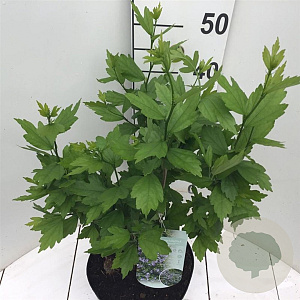 Hibiscus syr. Blue Chiffon 40-50 cm 7,5L