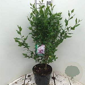 Hibiscus syr. French Cabaret Pastel 60-80 cm 7,5L