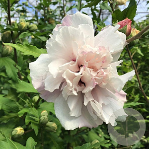 Hibiscus syr. French Cabaret Pastel 60-80 cm 7,5L