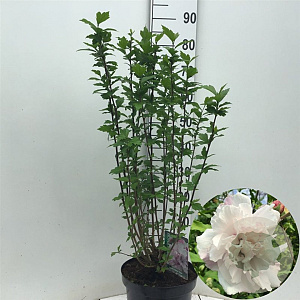 Hibiscus syr. French Cabaret Pastel 60-80 cm 7,5L