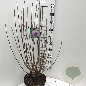 Hibiscus syr. French Cabaret Pastel 80-100 cm 7,5L