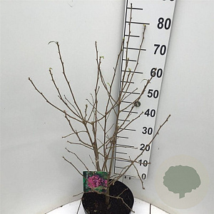 Hibiscus syr. French Cabaret Red 60-80 cm 7,5L