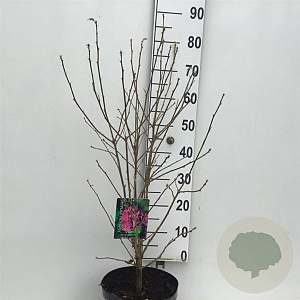 Hibiscus syr. French Cabaret Red 60-80 cm 7,5L