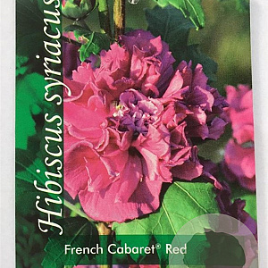 Hibiscus syr. French Cabaret Red 60-80 cm 7,5L