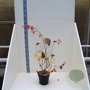 Parrotia persica 60-80 cm 6L meerstammig