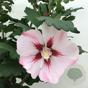 Hibiscus syr. 'Hamabo' 50-60 cm 7,5L