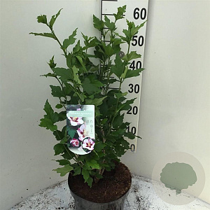 Hibiscus syr. 'Hamabo' 50-60 cm 7,5L