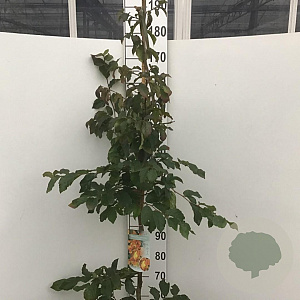 Parrotia persica 'Vanessa' 175-200 cm 10L