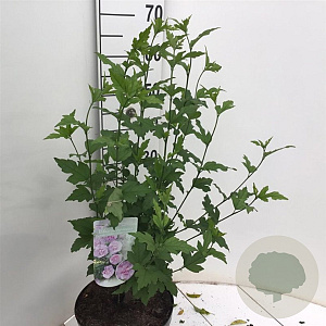 Hibiscus syr. Lavender Chiffon 60-80 cm 7,5L