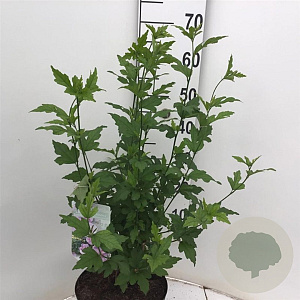 Hibiscus syr. Lavender Chiffon 60-80 cm 7,5L