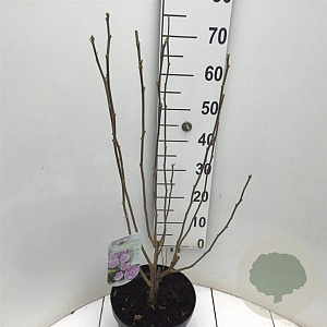 Hibiscus syr. Lavender Chiffon 80-90 cm 7,5L